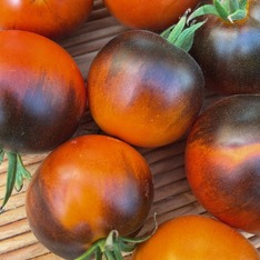 Tomate "Blaue Ananas" - BIO-Tomatensorte [samenfest]