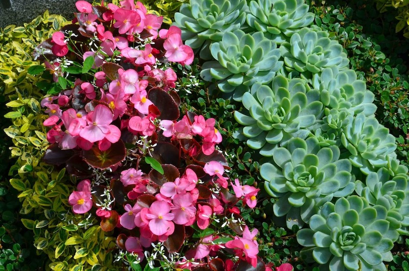 Eisbegonie, sonnig, Halbschattengewächs, Grabschmuck, grün, Natur, Gottesauge, Miniaturrosen