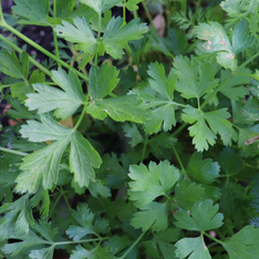 Glatte Petersilie Samen (samenfest & BIO)