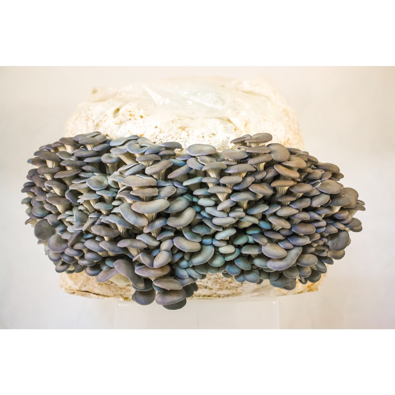 Austernseitling Zucht Set