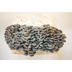 Austernseitling Zucht Set