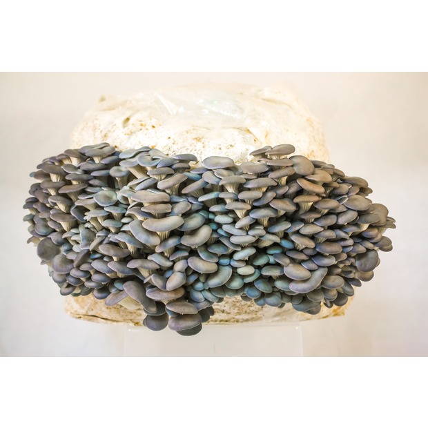 Austernseitling Zucht Set