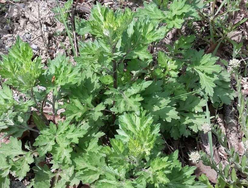 Beifuß, Unkraut, Besenkraut, Fliegenkraut, Gänsekraut, Jungfernkraut, Johannesgürtelkraut. Sonnenwendkraut, Weiberkraut, FOTO Kay Sever zur freien Verwendung