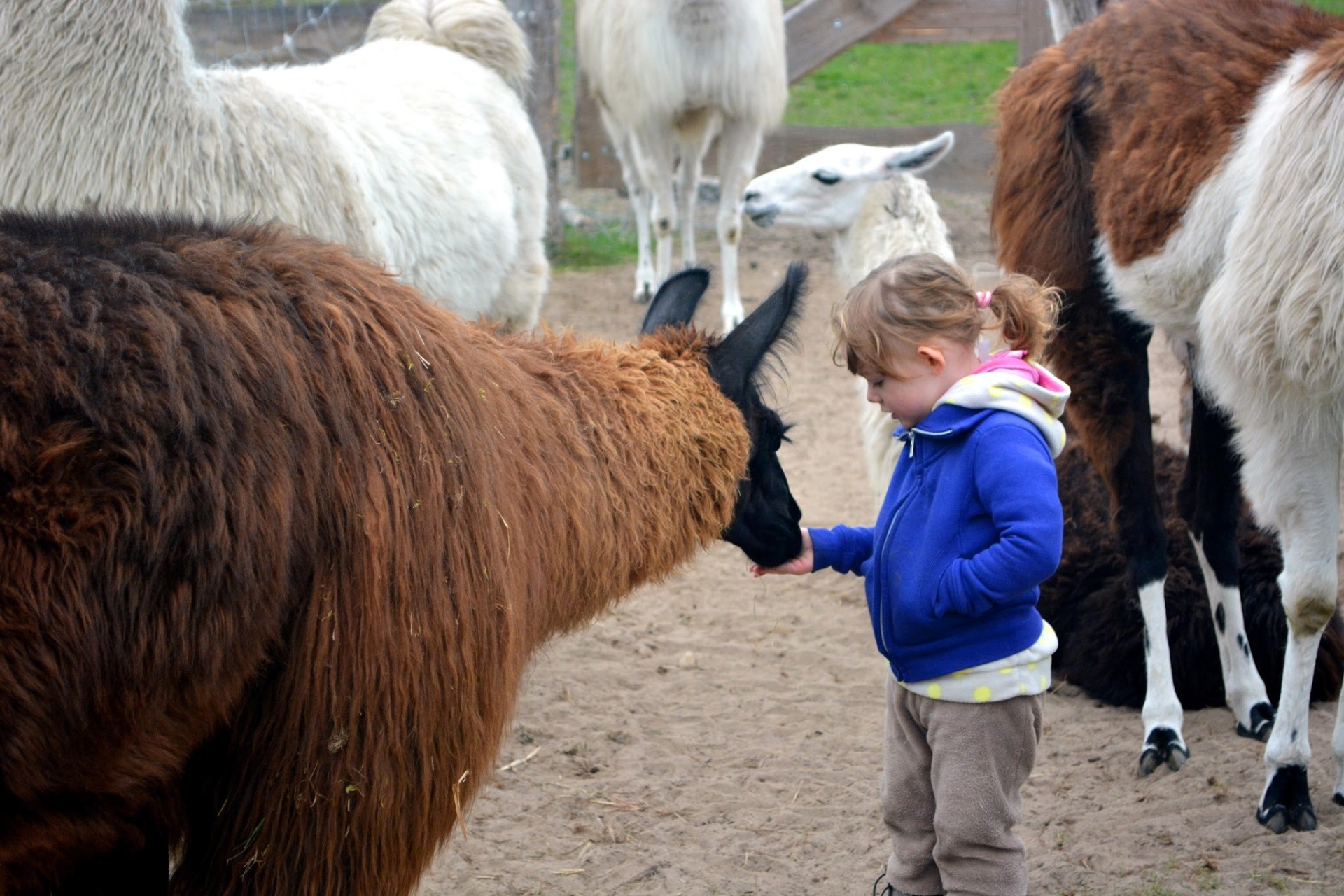 Schnupperstunde: Mit Lama und Alpaka auf Du und Du