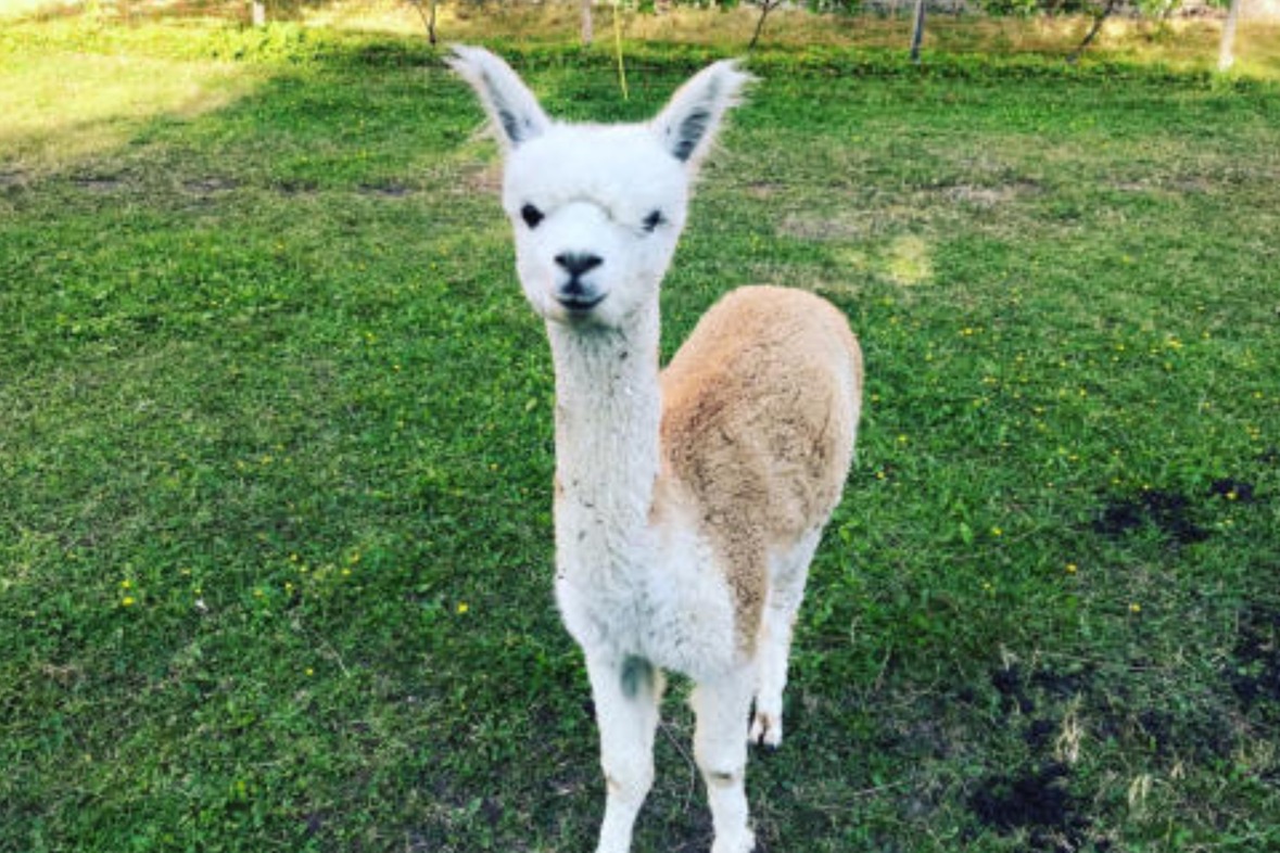 Alpaka Wanderung: Kleine Tour