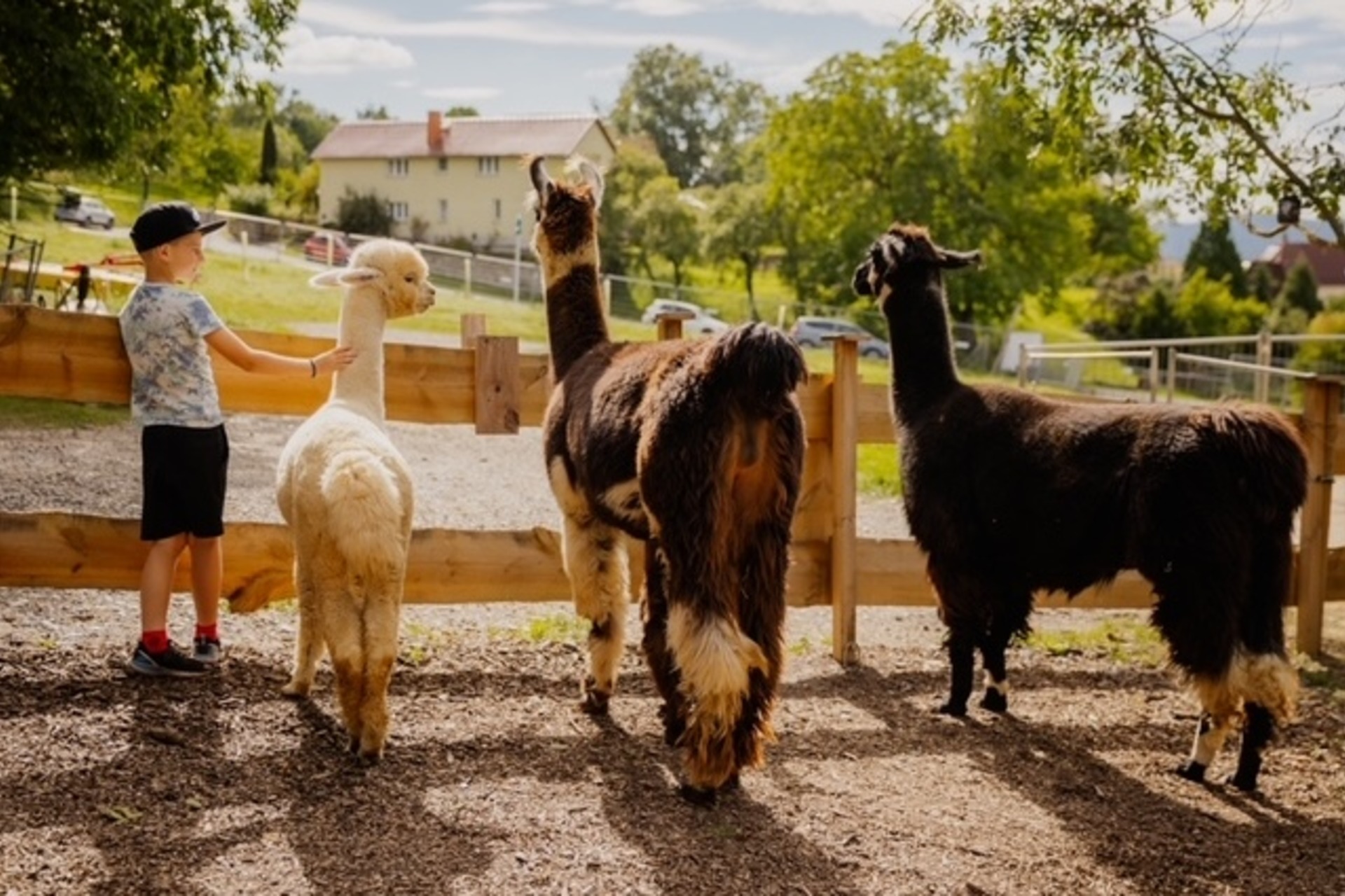 Alpakawanderung Hopfengraben