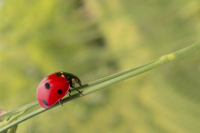 Marienkäfer, Käfer, Natur, grün, rot, 