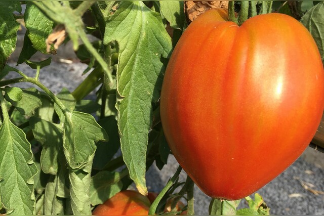Ochsenherztomate | alte Tomatensorte