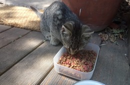 Die große Übersicht: Test & Preisvergleich für bestes Katzenfutter Die große Übersicht: Test & Preisvergleich für bestes Katzenfutter