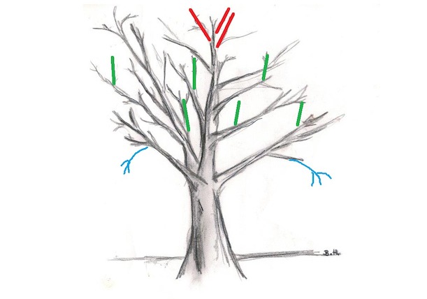 Die farblich hervorgehobenen Äste und Zweige sollten entfernt werden. Baum schneiden, Wasserschosser (grün), Konkurrenztrieb (rot), abgetragene Zweige (blau)