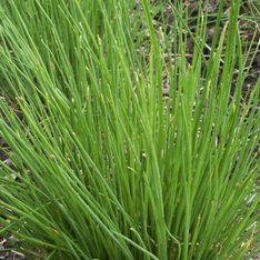 Schnittlauch - BIO-Küchenkräuter [samenfest]