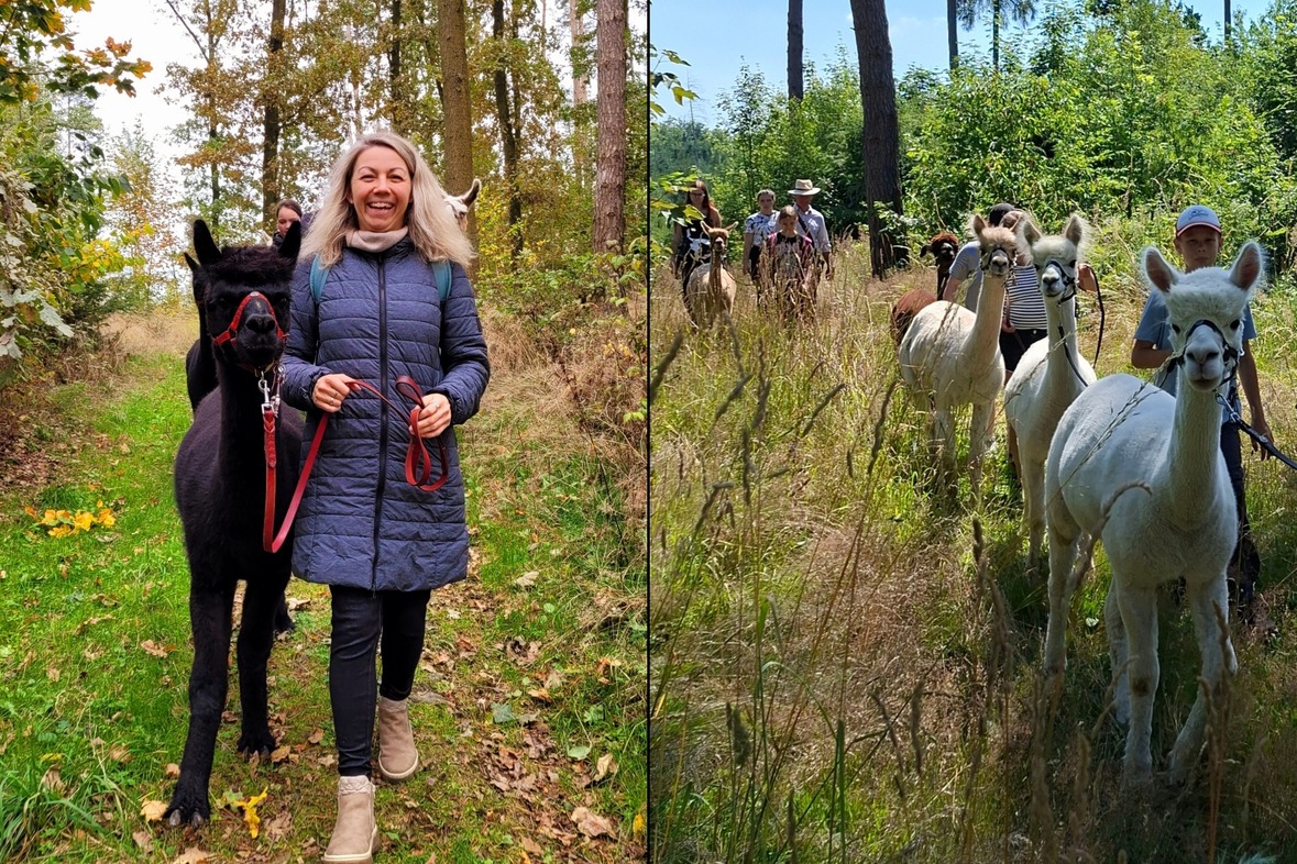 Alpakawanderung: Die Waldtour