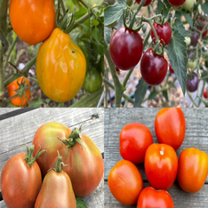 BIO Tomatensamen Set