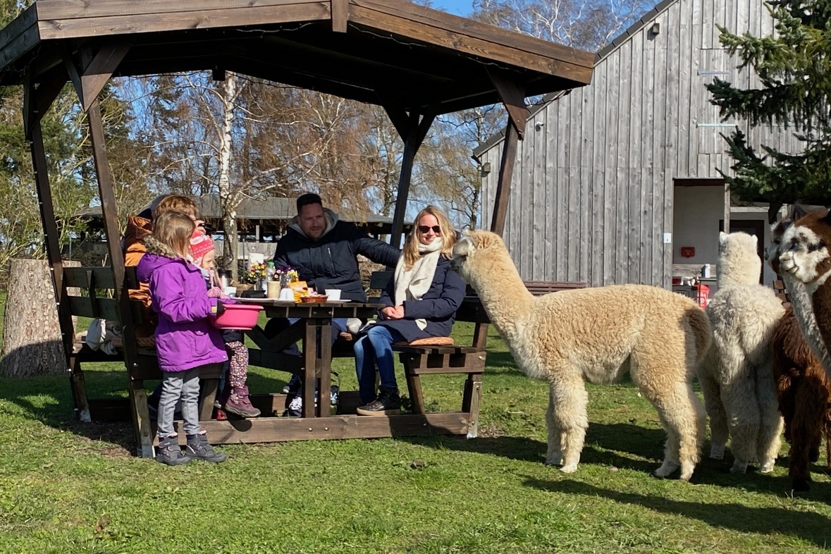 Alpaka Picknick für 3 Personen