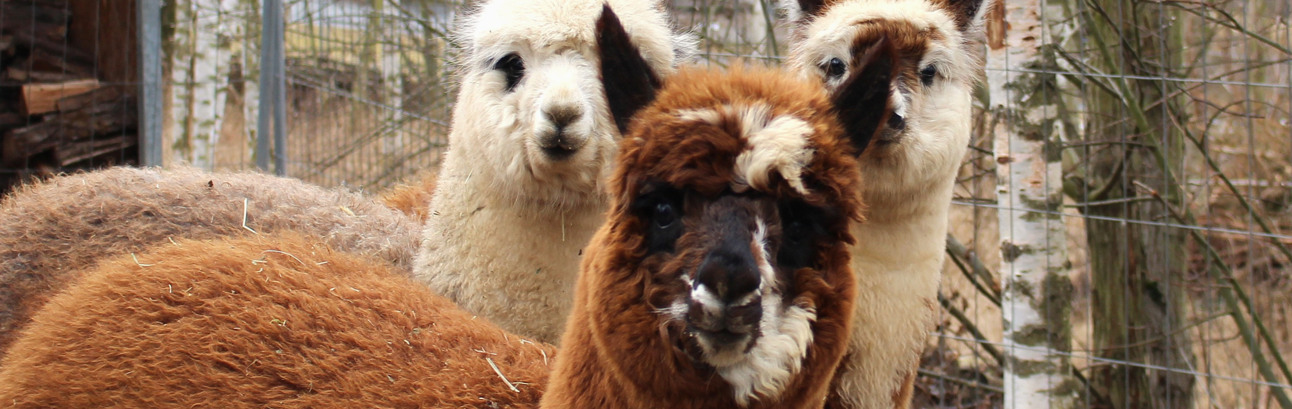Alpaka Wanderung