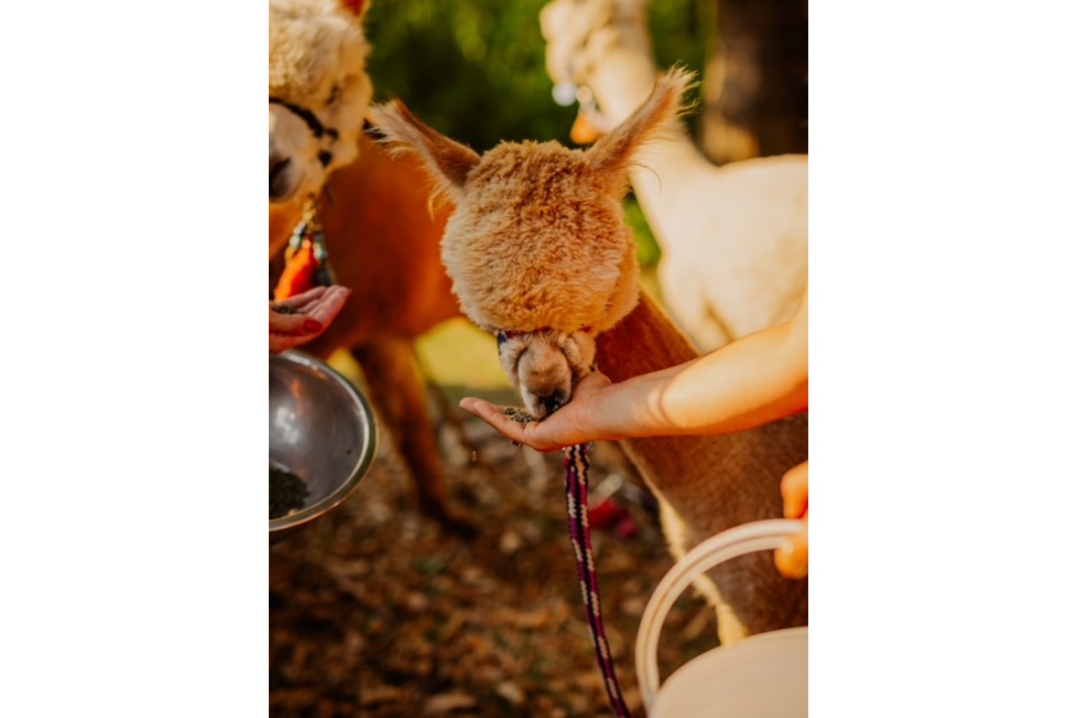 Alpakawanderung Wutschenbach