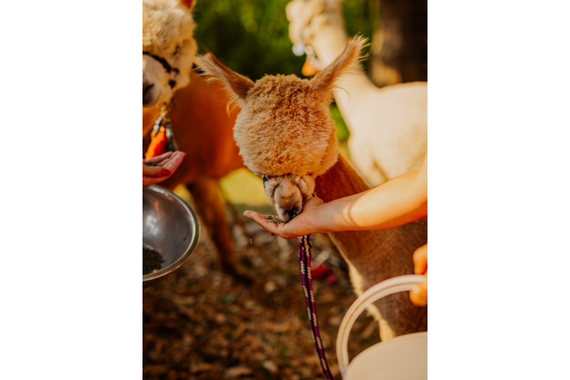 Alpakawanderung Wutschenbach