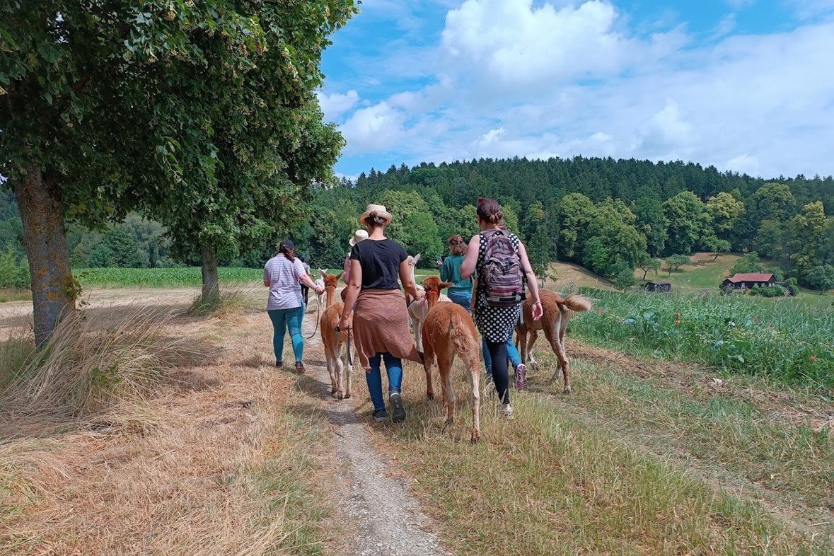 Alpaka Wanderung für 1 Person