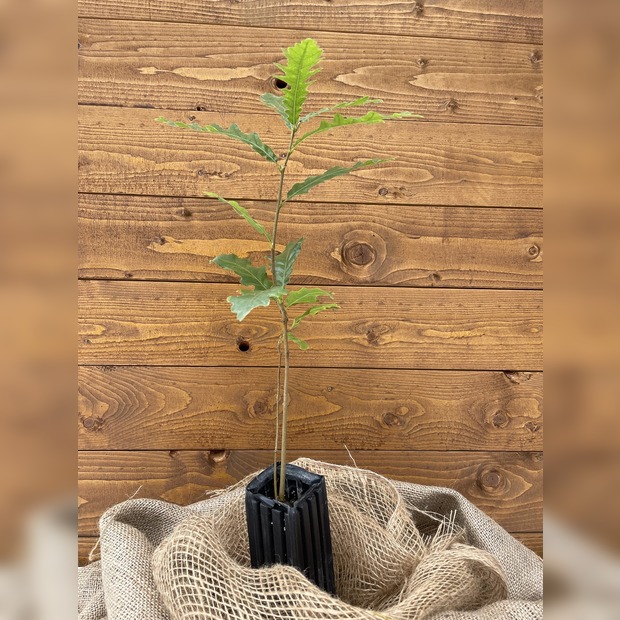 Trüffelbaum "Zerreiche"
