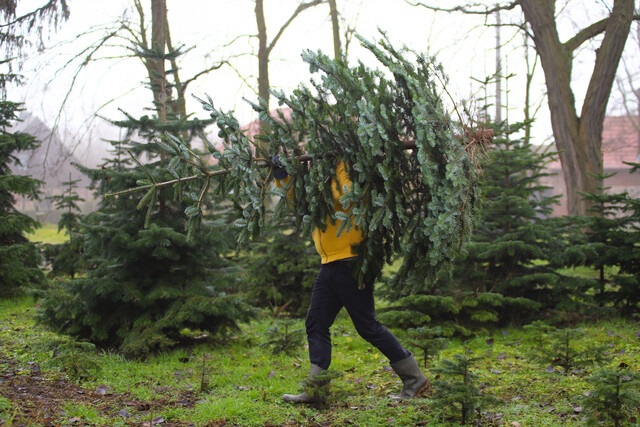 Weihnachtsbaum | Christbaum selber schlagen | Bayern | München | Nürnberg | Augsburg