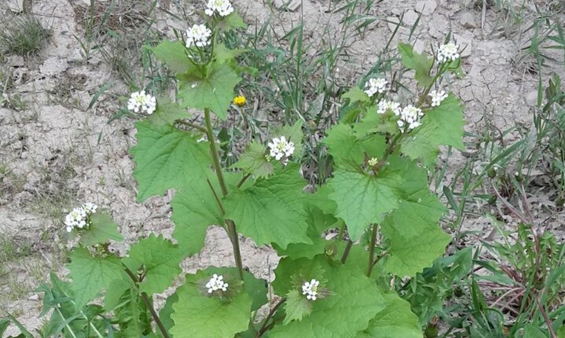 Knoblauchrauke, Unkraut, FOTO Kay Sever zur freien Verwendung