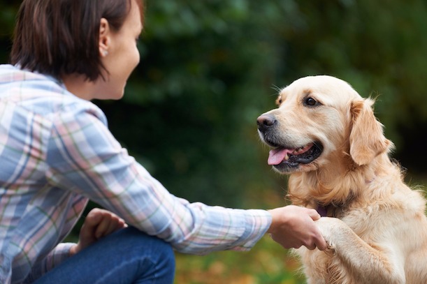 Schutzimpfungen gegen Zecken beugen Krankheiten vor. Hund, Haustier, treu, Gassi, tierlieb, Pfote, Golden Retriever