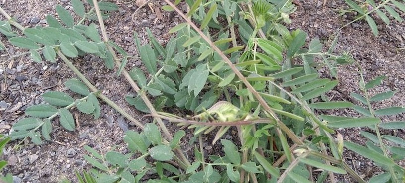 Futterwicke, Unkraut, FOTO Kay Sever zur freien Verwendung