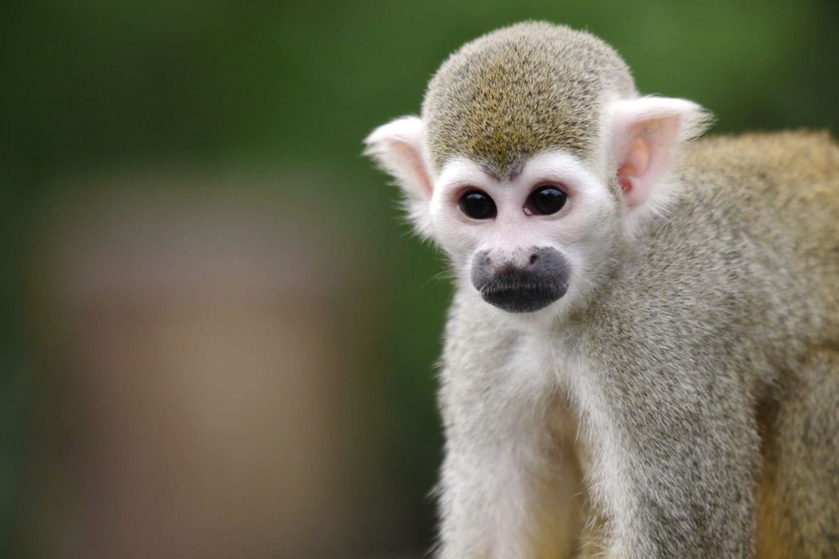 Fotokurs mit Fototour: Zoo