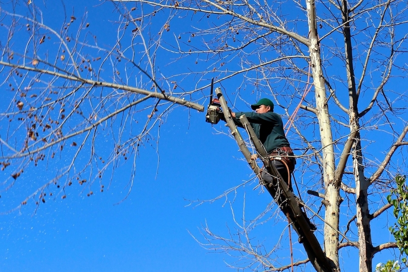 Baumpfleger Ausbildung | Fachagrarwirt | Baumkletterer | Treeworker | SKT A | SKT B Bild zum Artikel: Baumpfleger Ausbildung | Fachagrarwirt | Baumkletterer | Treeworker | SKT A | SKT B