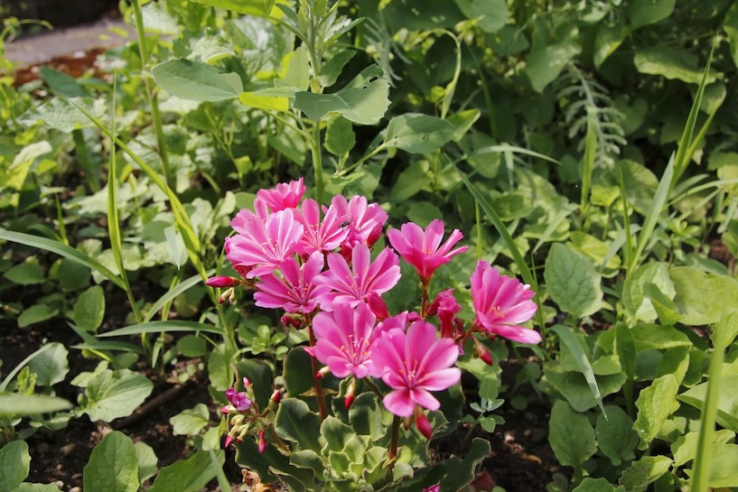 Bitterwurz, Porzellanröschen, Lewesia, sonnig, Halbschattengewächs, Blüte, grün, Natur