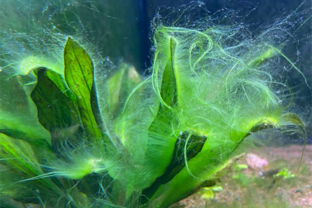 Grüne Fadenalgen | Aquarium 