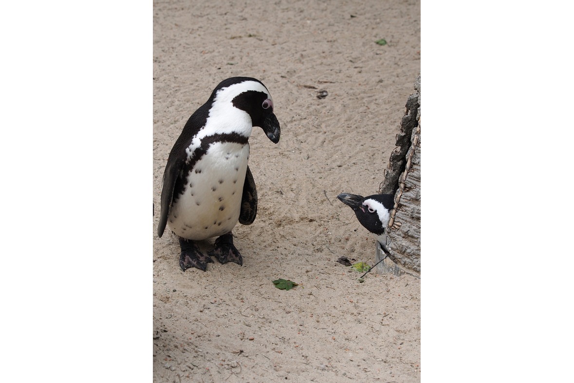 Fotokurs mit Fototour: Allwetter-Zoo