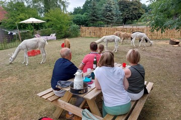 Picknick auf der Alpakaweide