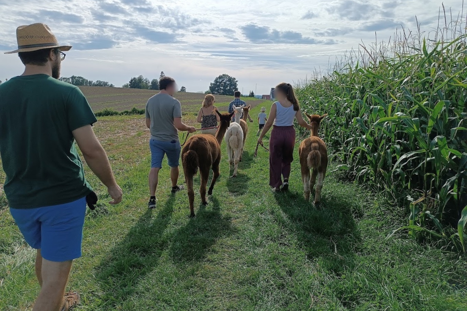 Alpaka Wanderung für 1 Person