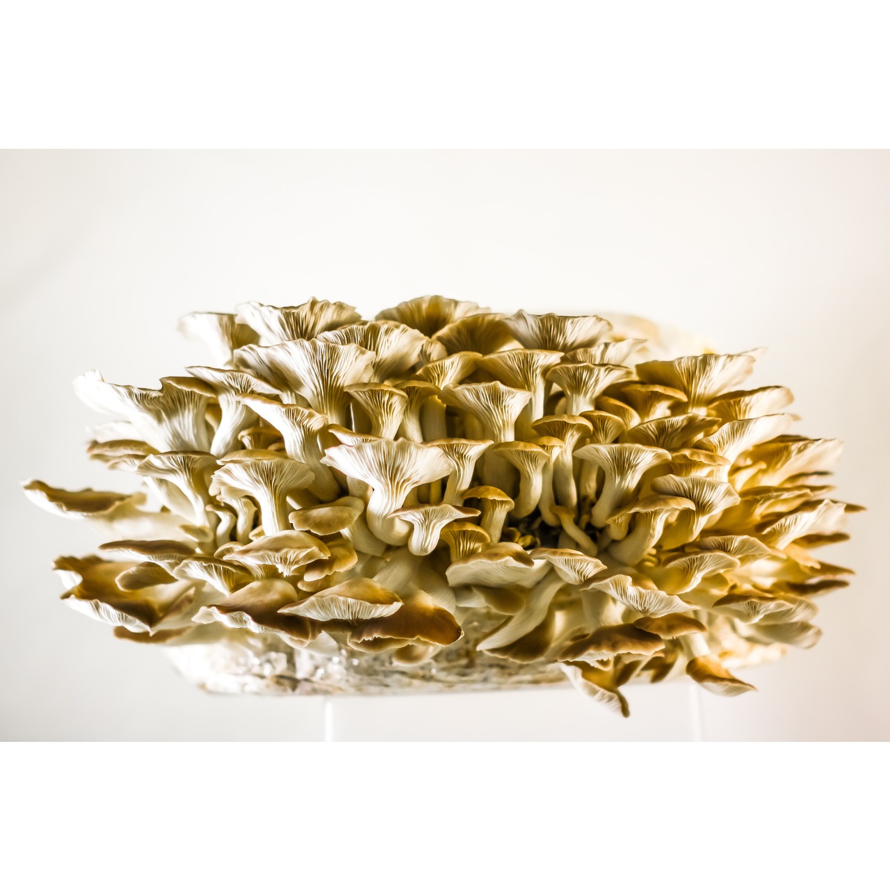 Kastanienseitling Zucht Set