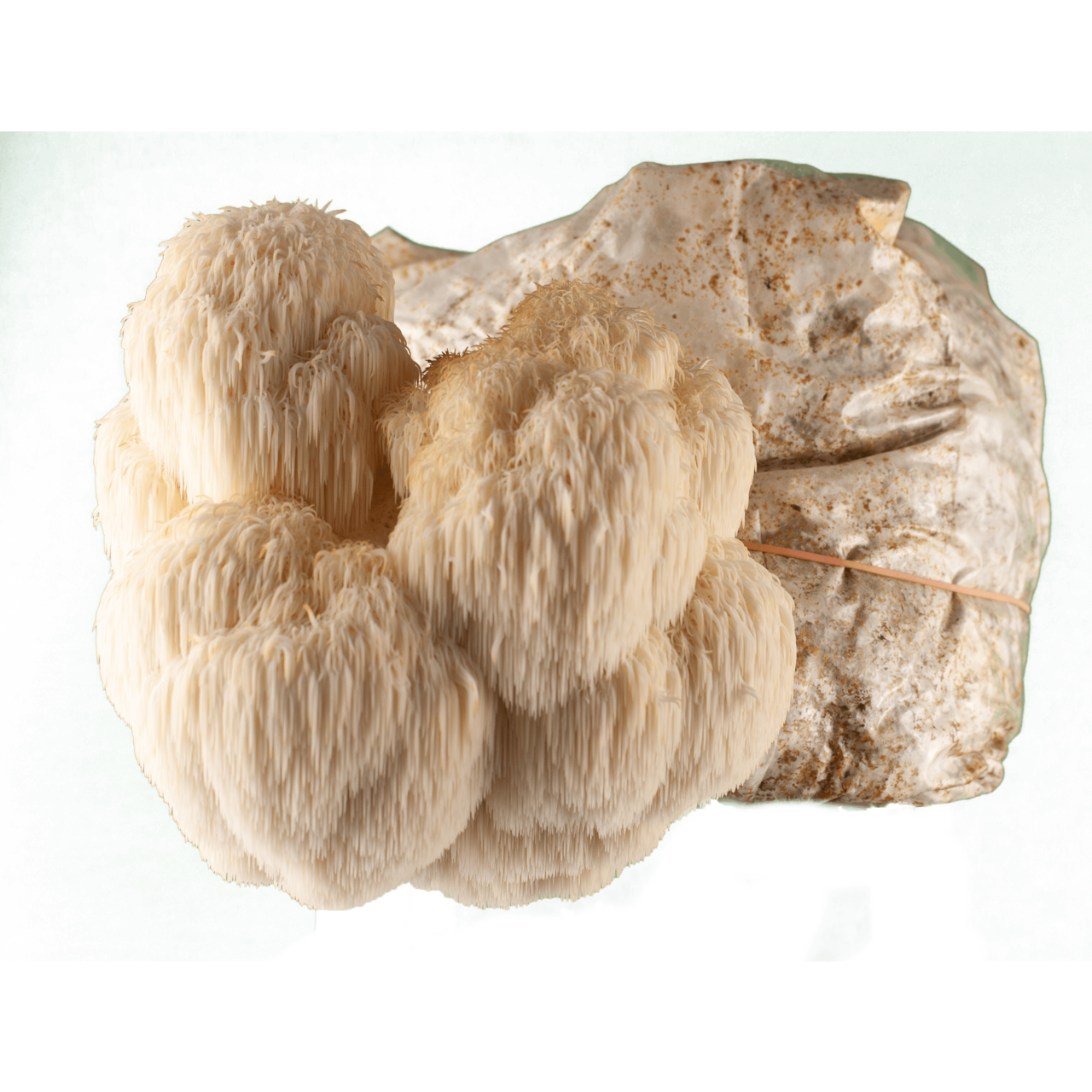 Löwenmähne / Igelstachelbart Zucht Set