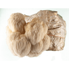 Löwenmähne / Igelstachelbart Zucht Set