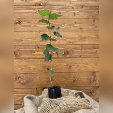 Trüffelbaum "Baumhasel"