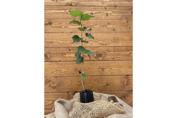 Trüffelbaum "Baumhasel"
