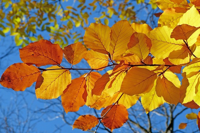 Blätter, Himmel, Herbst, blau, orange
