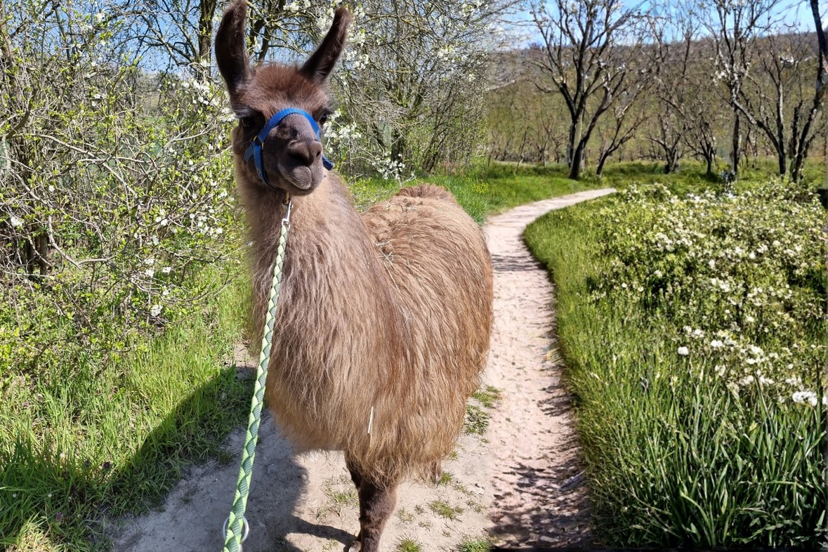 Alpaka Wanderung & Lama Wanderung