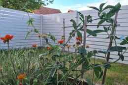 Sichtschutz verschönern - 10 Ideen für Ihren Garten & Balkon