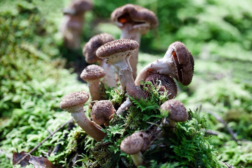 Pilze gesund | Vitalpilze | Heilpilze Bild zum Artikel: Heilpilze | Wirkung | Nebenwirkungen | bei welcher Krankheit | Erfahrungen