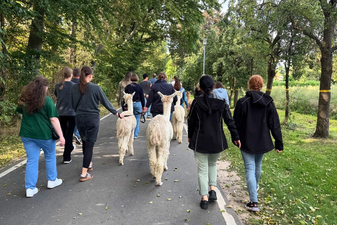 Alpaka Gruppenwanderung: Eine Person mit einem Alpaka