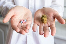 Myasthenia gravis & Schmerzen: Können CBD (Hanftropfen) & Cannabis helfen?