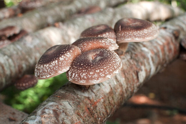 Heilpilz | Shiitake