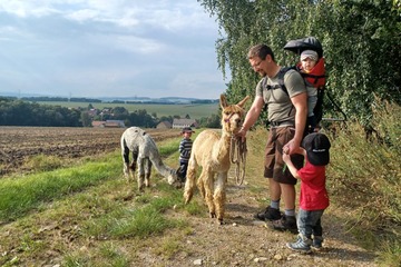 Alpaka Wanderung