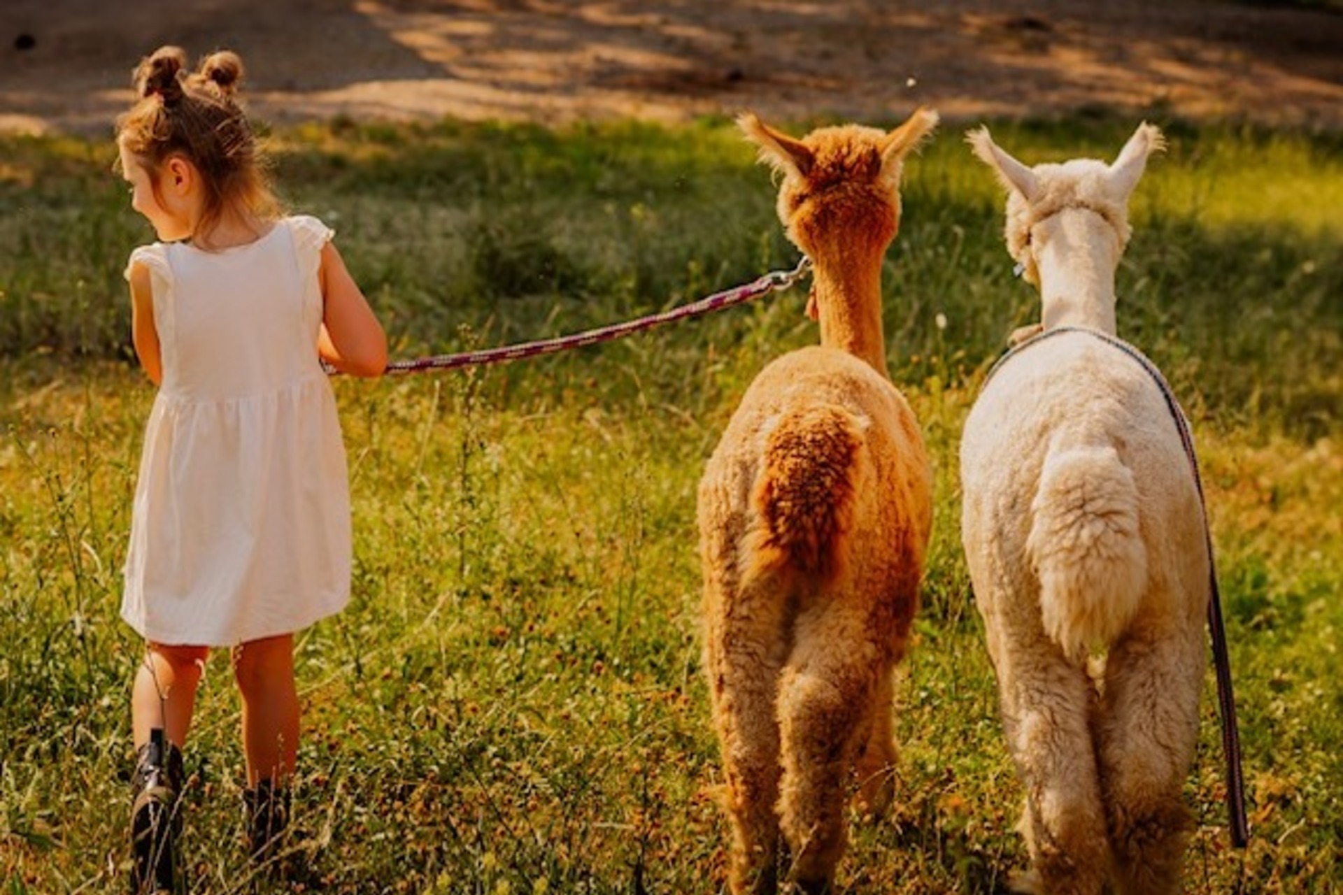 Alpakawanderung Finstertal