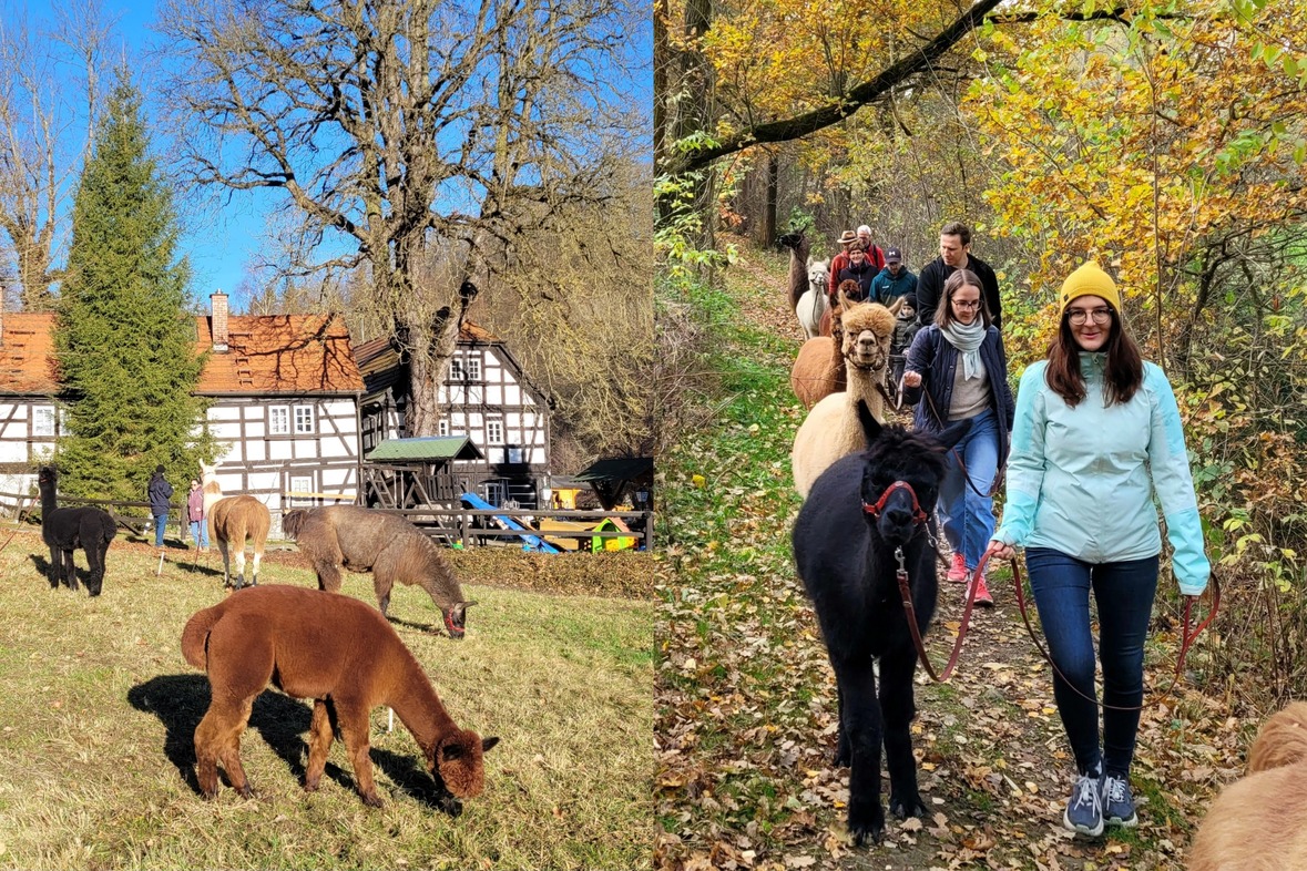 Alpakawanderung: Über Berg und Tal