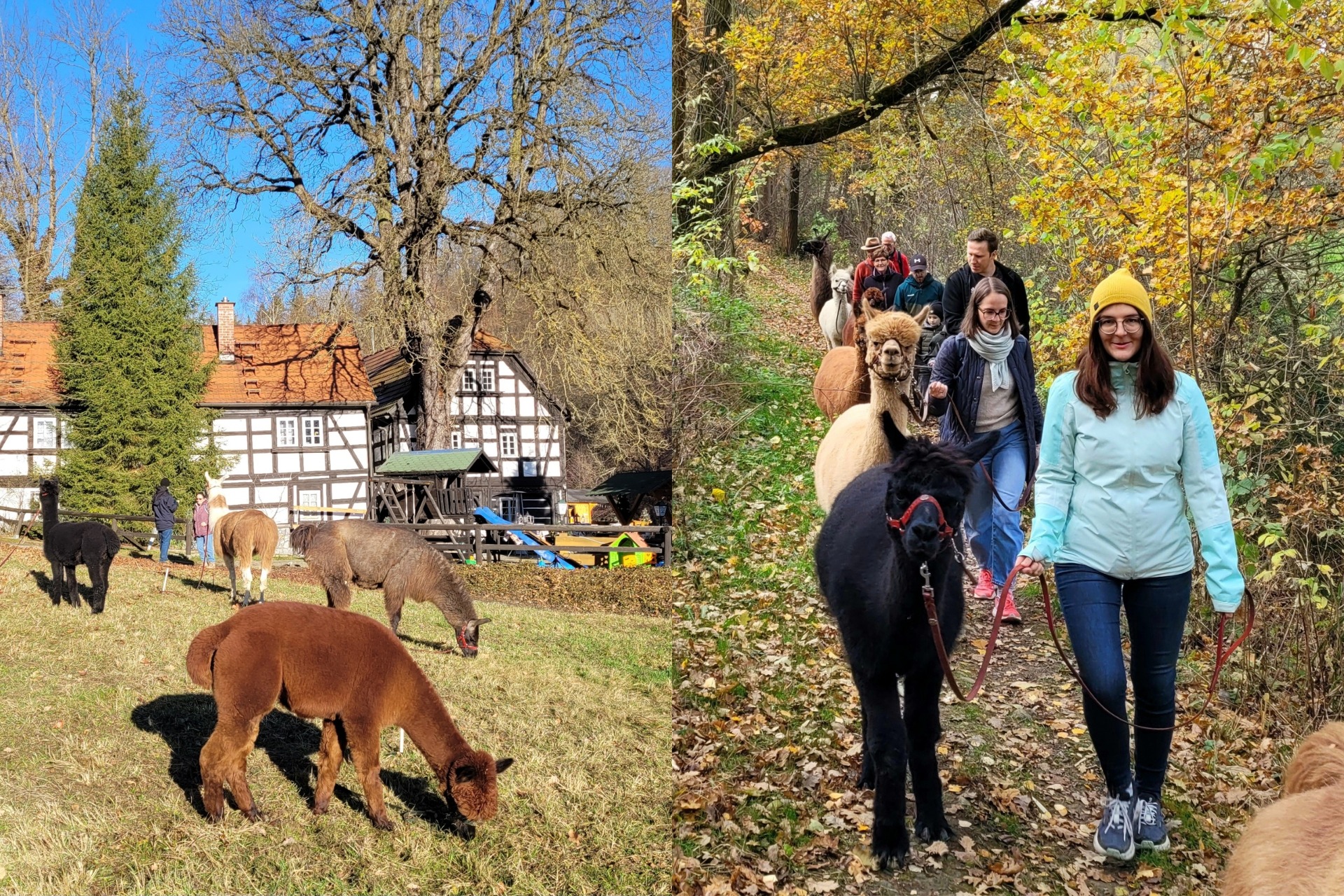 Alpakawanderung: Über Berg und Tal